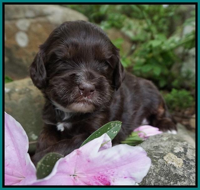 Fanny AJ pups 3 wks old 222