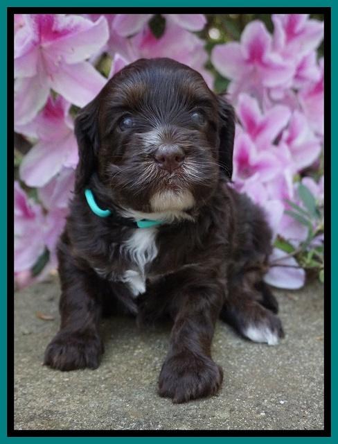 Fanny AJ pups 4 wks old 221