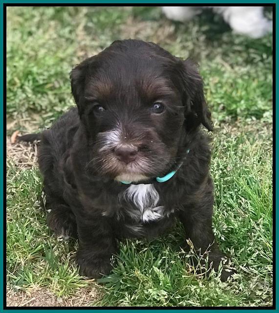 Fanny AJ pups 5 wks old 331