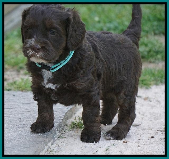 Fanny AJ pups 5 wks old 361