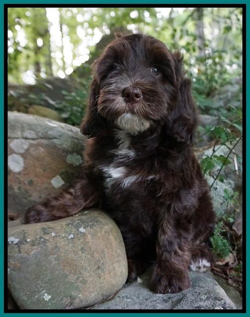 Fanny AJ pups 8 wks old 573