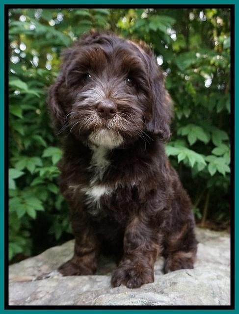 Fanny AJ pups 8 wks old 873