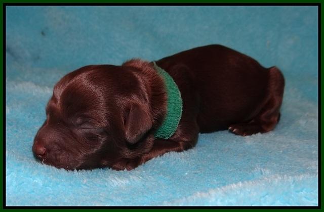 Fanny AJ Newborn 121