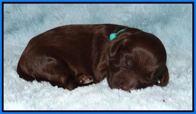 Fanny AJ pups 1 wk old 22!