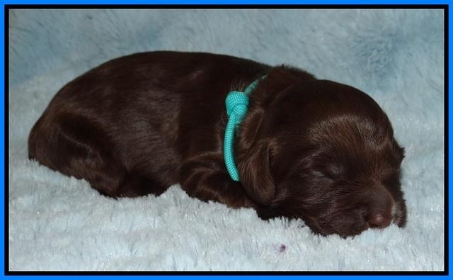 Fanny AJ pups 1 wk old 23!