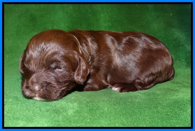 Fanny AJ pups 3 wks old 281