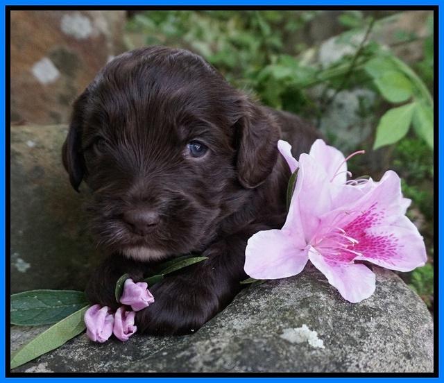 Fanny AJ pups 3 wks old 322