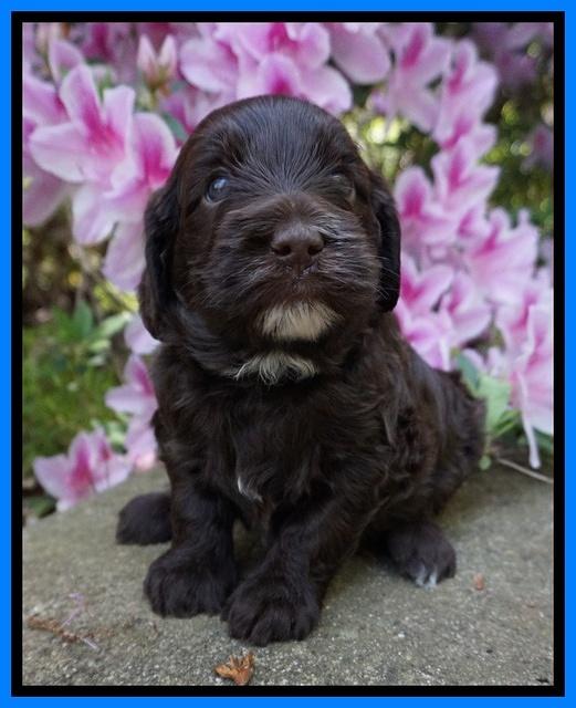 Fanny AJ pups 4 wks old 291