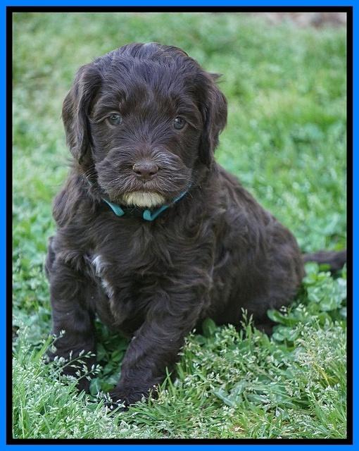 Fanny AJ pups 5 wks old 421