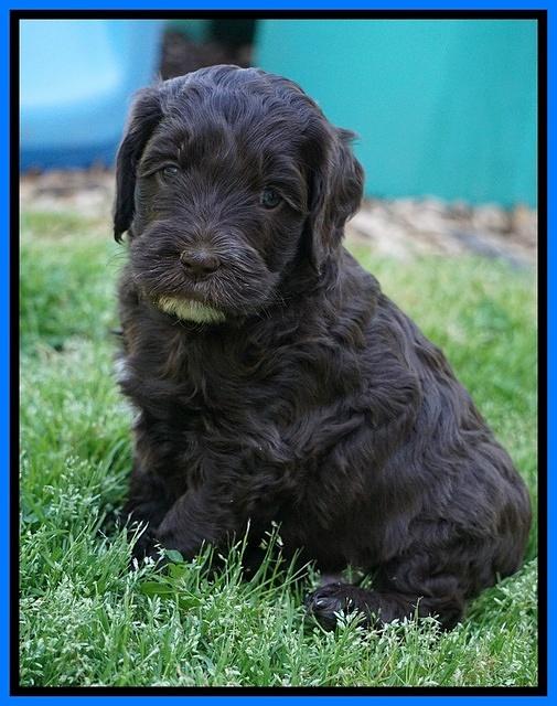 Fanny AJ pups 5 wks old 431