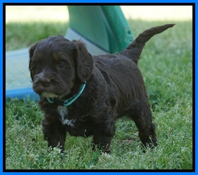 Fanny AJ pups 5 wks old 441