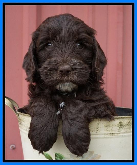 Fanny AJ pups 6 wks old 41100