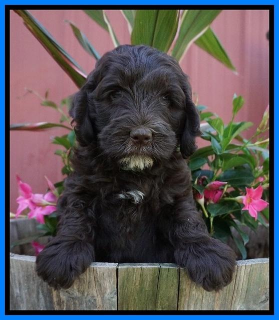 Fanny AJ pups 7 wks old 331