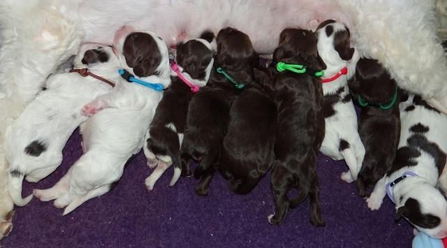 Fanny AJ pups 1 wk old 26!