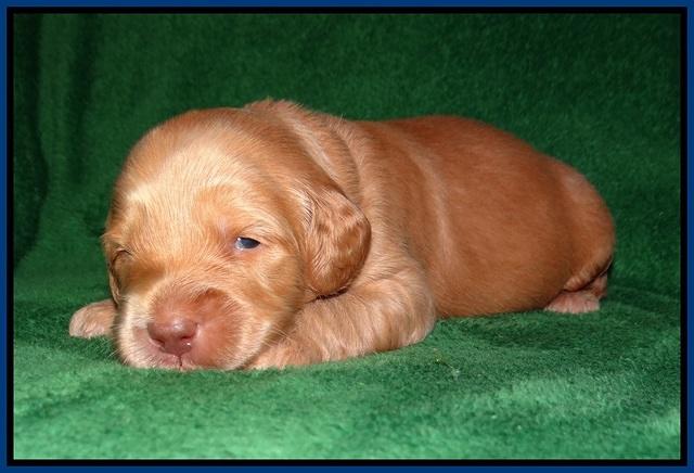 BB Marlow pups 2 wks old 31