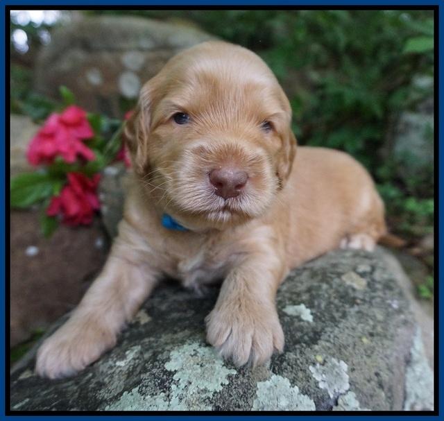 BB Marlow pups 3 wks old 11