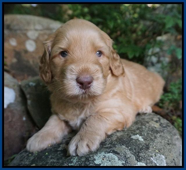 BB Marlow pups 4 wks old 41