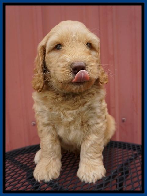 BB Marlow pups 6 wks old 31