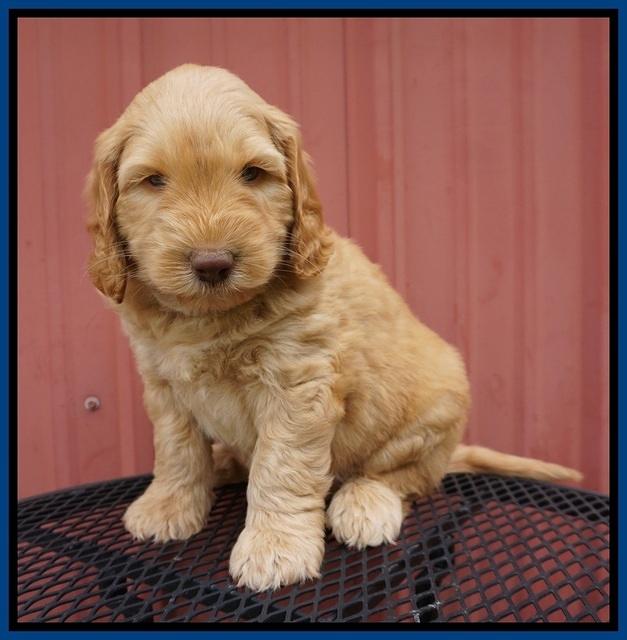 BB Marlow pups 6 wks old 41