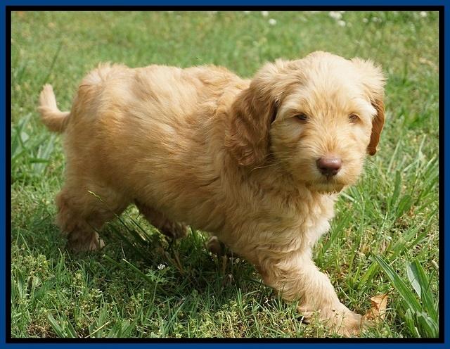 BB Marlow pups 7 wks old 51