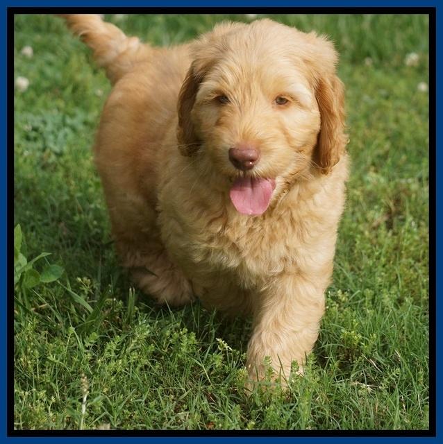 BB Marlow pups 7.5 wks old 51