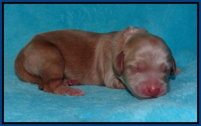 BB Marlow pups Newborn 31