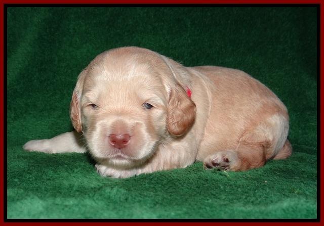 BB Marlow pups 2 wks old 51