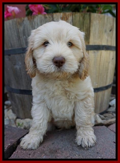 BB Marlow pups 7 wks old 61