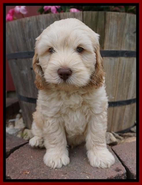 BB Marlow pups 7 wks old 81