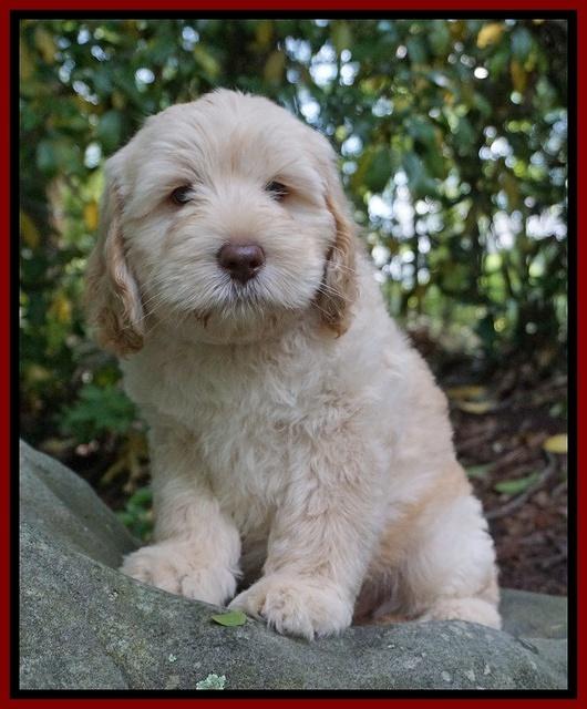 BB Marlow pups 8 wks old 131