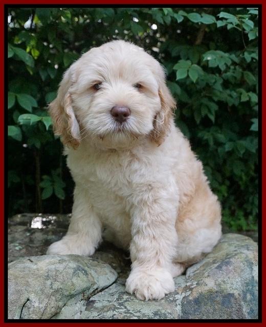 BB Marlow pups 8 wks old 151