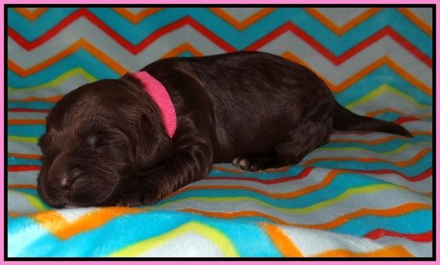 BB Marlow pups 1 week old 61