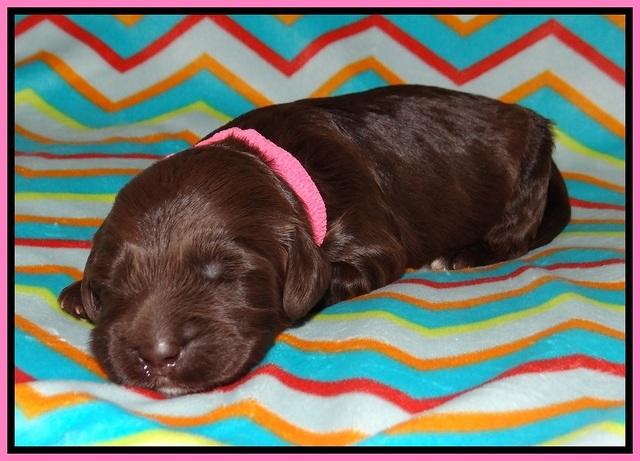 BB Marlow pups 1 week old 71