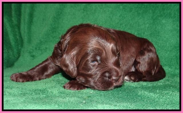 BB Marlow pups 2 wks old 71