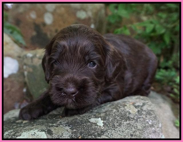 BB Marlow pups 3 wks old 101