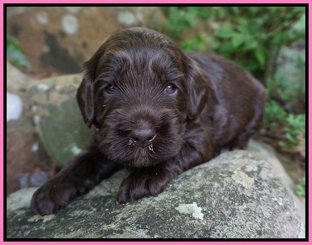 BB Marlow pups 3 wks old 111