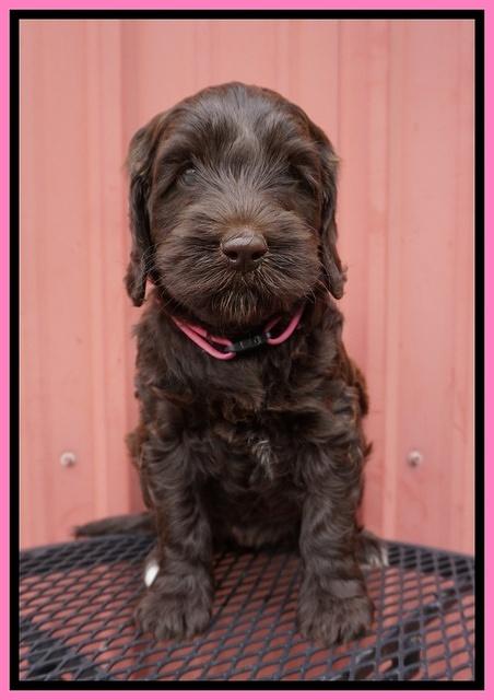 BB Marlow pups 6 wks old 101