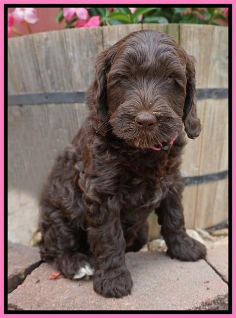 BB Marlow pups 7 wks old 111