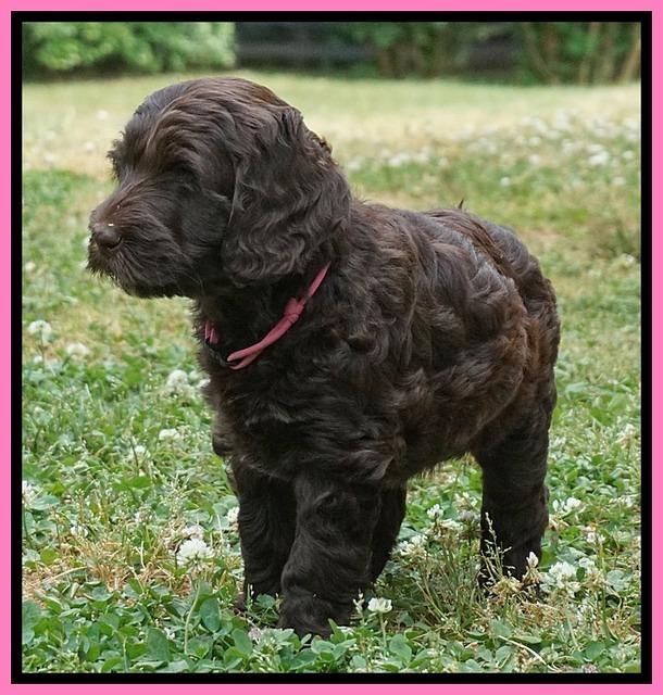 BB Marlow pups 7 wks old 121