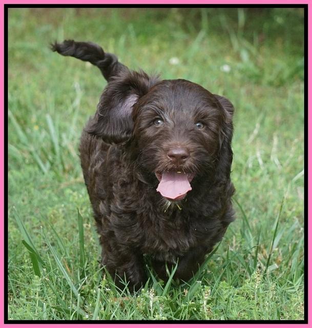 BB Marlow pups 7.5 wks old 141