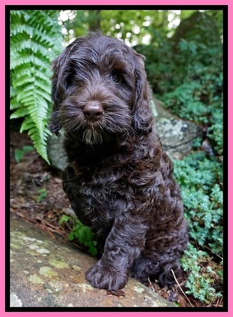 BB Marlow pups 8 wks old 51