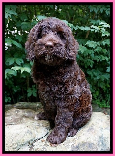 BB Marlow pups 8 wks old 61