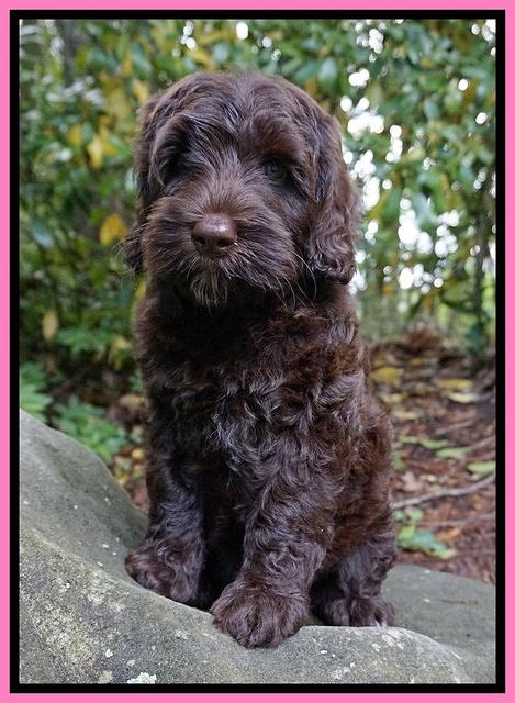 BB Marlow pups 8 wks old 71