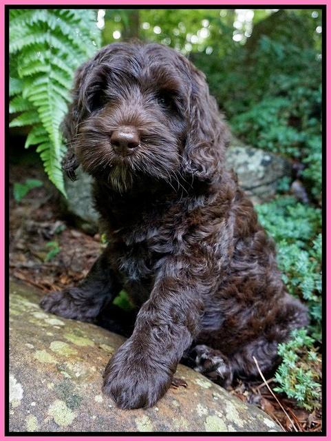 BB Marlow pups 8 wks old 81