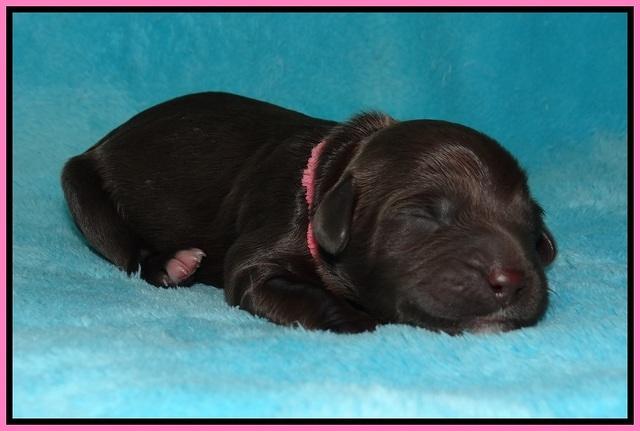 BB Marlow pups Newborn 71
