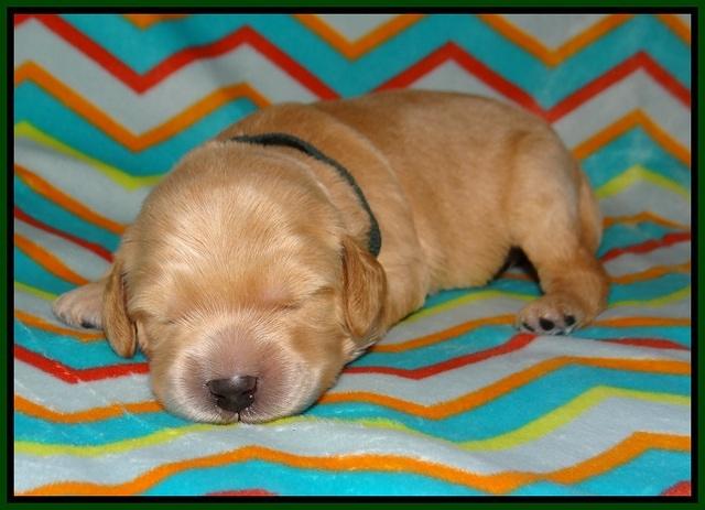 BB Marlow pups 1 week old 91