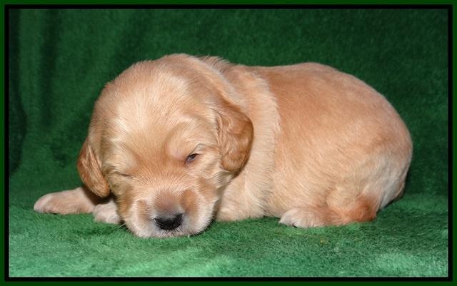 BB Marlow pups 2 wks old 81