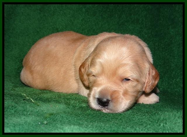 BB Marlow pups 2 wks old 91