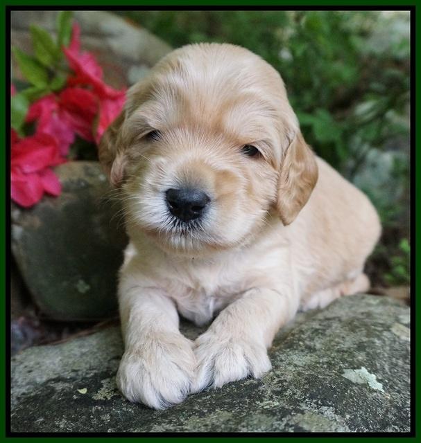 BB Marlow pups 3 wks old 151