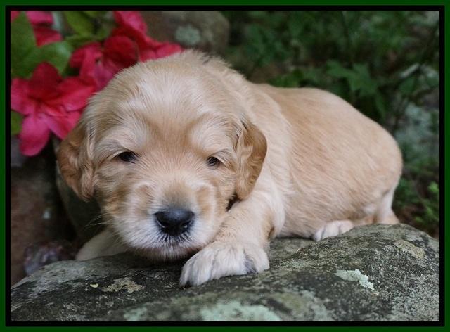 BB Marlow pups 3 wks old 161